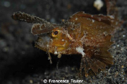 Ambon by Francesca Truter 